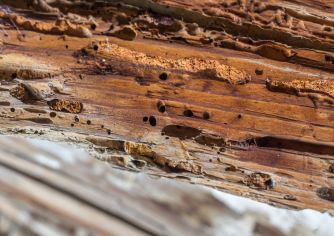  Boktor larven in aangetaste houten balken